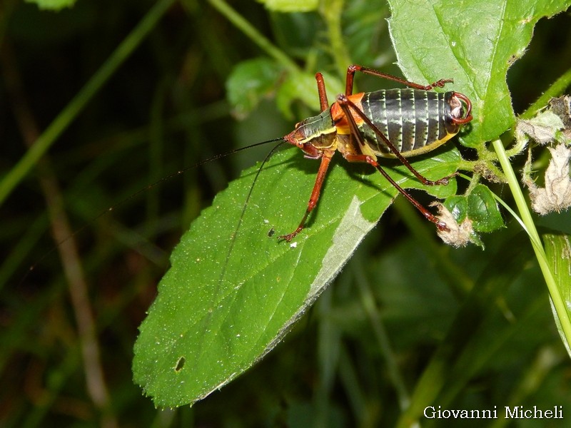 Barbitistes serricauda ??? S